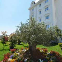Hotel Flower & Spa Голем