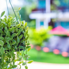 Курортный отель Crystal Wild Panwa Phuket пляж Панва с домашними животными