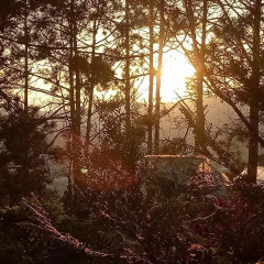 Отель Pine Hill Homestay Dalat фото 4