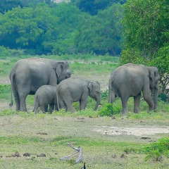Отель Shangri-Lanka Village Бунгало Делюкс с различными типами кроватей фото 42