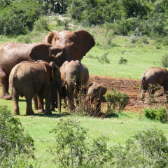 Отель Kudu Ridge Game Lodge спа