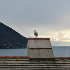 Отель Hintown Camogli Con Vista Sul Mare Камогли