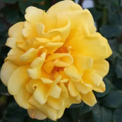 Marirena Hotel фото 4