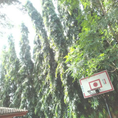 Suma Court Hotel фото 2