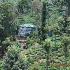 Отель Ranmal Tea Plantation Bungalow 2* Стандартный номер с различными типами кроватей фото 14