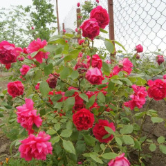 Отель Amhotel фото 5