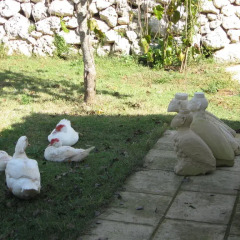 Отель Masseria Copertini Верноле фото 7