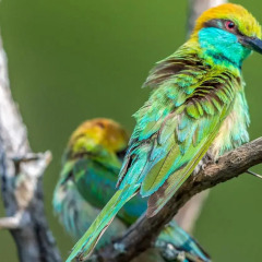 Отель Big Game Camp Yala Шри-Ланка, Катарагама - отзывы, цены и фото номеров - забронировать отель Big Game Camp Yala онлайн спортивное сооружение