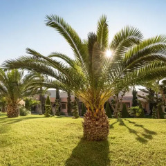 Отель Horizon Beach Resort Греция, Калимнос - отзывы, цены и фото номеров - забронировать отель Horizon Beach Resort онлайн фото 11