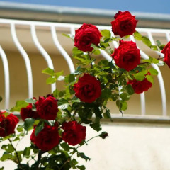 Отель Flora Villa 3* Апартаменты фото 7