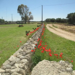 Hotel Masseria Coccioli Лечче спортивное сооружение