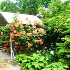Гостиница Na Sadovoy Guesthouse в Анапе отзывы, цены и фото номеров - забронировать гостиницу Na Sadovoy Guesthouse онлайн Анапа фото 3