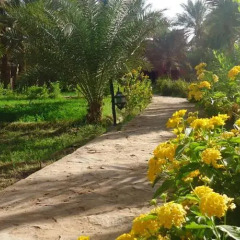 Отель Riad Tagmadart Ferme D'hôte Марокко, Загора - отзывы, цены и фото номеров - забронировать отель Riad Tagmadart Ferme D'hôte онлайн фото 12