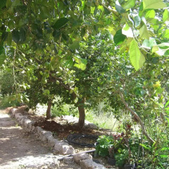 Отель Finca Tomás y Puri фото 9