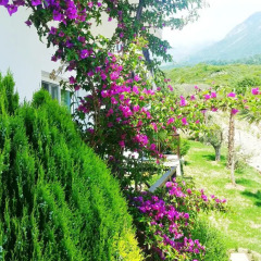 Hotel Summer Dream