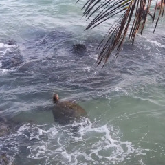 Sayuri Beach Hotel
