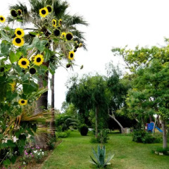Отель Tropikal Resort Дуррес фото 5