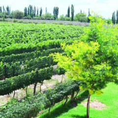 Отель Chaglasian Wine & Suites Сан-Рафаэль фото 6