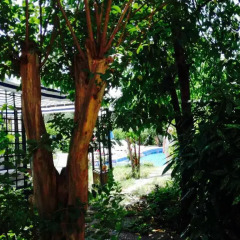 Отель Efos Bungalows Болгария, Св. Константин и Елена - отзывы, цены и фото номеров - забронировать отель Efos Bungalows онлайн фото 6