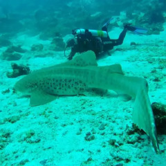 Crown Reef Maldives in North Male Atoll, Maldives from 147$, photos, reviews - zenhotels.com pool photo 2