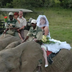 Отель Addo Elephant Back Safaris and Lodge Южная Африка, Аддо - отзывы, цены и фото номеров - забронировать отель Addo Elephant Back Safaris and Lodge онлайн с домашними животными