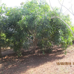Отель Jamaica Inn Guest House Bawjiase