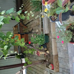 Гостиница Mimoz Guest House фото 4
