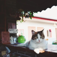 Chengdu Dreams Travel Youth Hostel с домашними животными