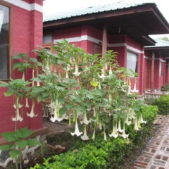 Отель Pyi1 Guest House Мьянма, Хехо - отзывы, цены и фото номеров - забронировать отель Pyi1 Guest House онлайн фото 18