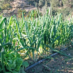 Отель Hort De Mao Капканес фото 6