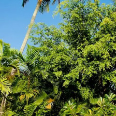 Отель Teak Villa Шри-Ланка, Берувела - отзывы, цены и фото номеров - забронировать отель Teak Villa онлайн фото 2