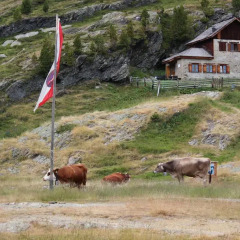 Отель Residence Alpenrose Монклассико с домашними животными