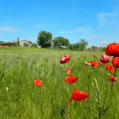 Отель Agriturismo Al Torcol Монцамбано фото 6