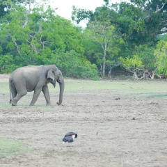 Отель Shangri-Lanka Village Бунгало Делюкс с различными типами кроватей фото 26