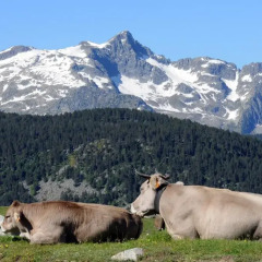 Отель Suite Aparthotel El Refugio de Aran Vielha 3* Студия с различными типами кроватей фото 3