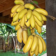 Отель The Gardens Utila питание