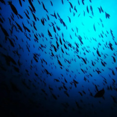 Crown Reef Maldives in North Male Atoll, Maldives from 147$, photos, reviews - zenhotels.com beach photo 2