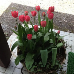 Отель Hakuba Cottage Gram Хакуба пляж