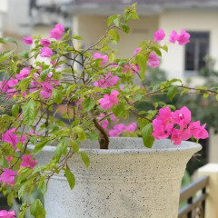 Отель Botanic Garden Villas 3* Номер Делюкс с 2 отдельными кроватями фото 6