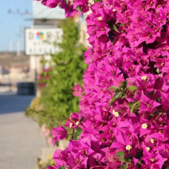 Отель Dort Mevsim Alacati Чешме фото 14