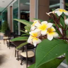 Patong Mansion Hotel