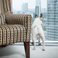 Отель Staybridge Suites London- Stratford с домашними животными