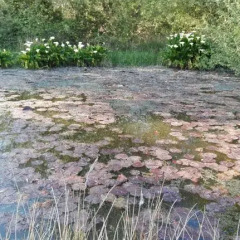Отель B&B El Jardin de Aes