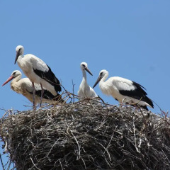 City Stork Hostel