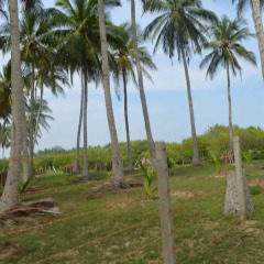 Отель Aqua Front Yala Resort пляж фото 2