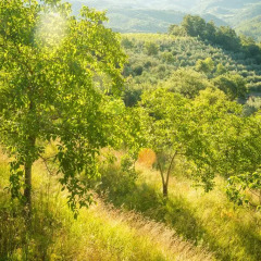 Отель Podere Poggio Mendico Ареццо фото 4