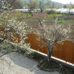 Отель Pid Zelyonym Dakhom Country House Берегово фото 3