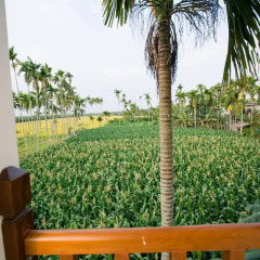 Отель New Sunshine Homestay 2* Стандартный номер с различными типами кроватей фото 7