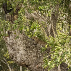 Отель Wapi Bungalowi Yala фото 5