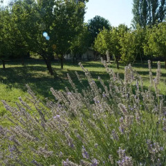 Отель Aprico Guest House